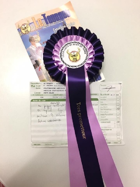 Jch. my heart for you dit bold de Angel's of Carmine - 1er Trés Prometteur * MEILLEUR PUPPY