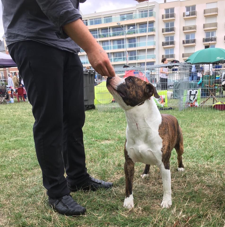 Jch. my heart for you dit bold de Angel's of Carmine - 1er EXC*RCAC