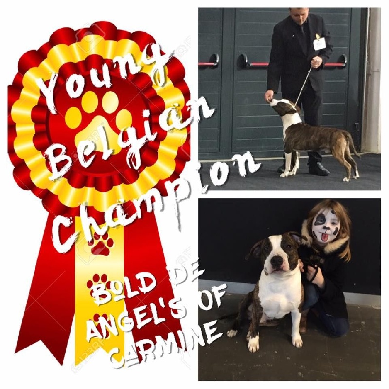 Jch. my heart for you dit bold de Angel's of Carmine - 1er trés Bon