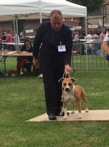 Ilvy aka miss de Angel's of Carmine - 1st - Excellent / CAC