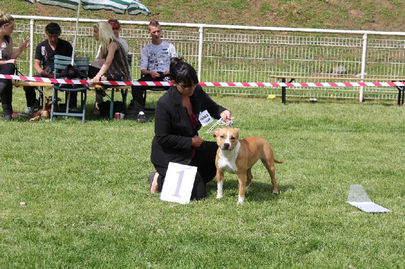 Ilvy aka miss de Angel's of Carmine - Meilleur Jeune / Meilleure Femelle