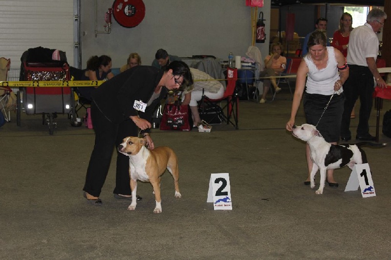 Ilvy aka miss de Angel's of Carmine - 2éme Exc Classe Jeune