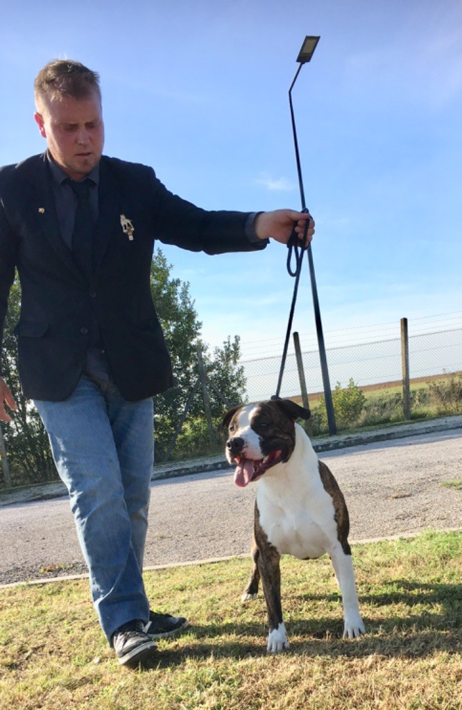 Jch. my heart for you dit bold de Angel's of Carmine - 1er Exc- R CAC - inter class