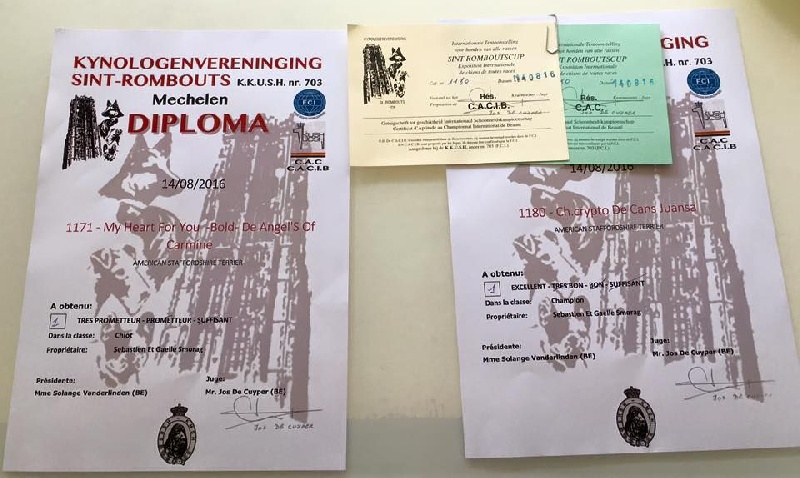 Jch. my heart for you dit bold de Angel's of Carmine - 1er Trés prometteur puppy