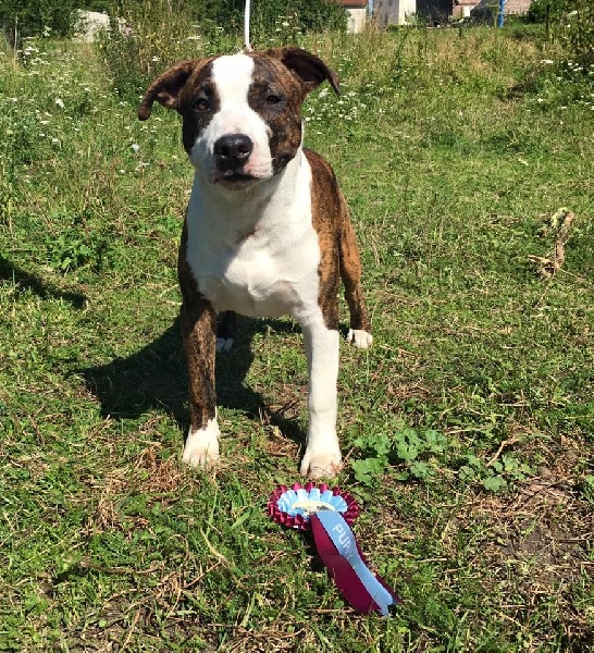 Jch. my heart for you dit bold de Angel's of Carmine - 1 er Trés prometteur