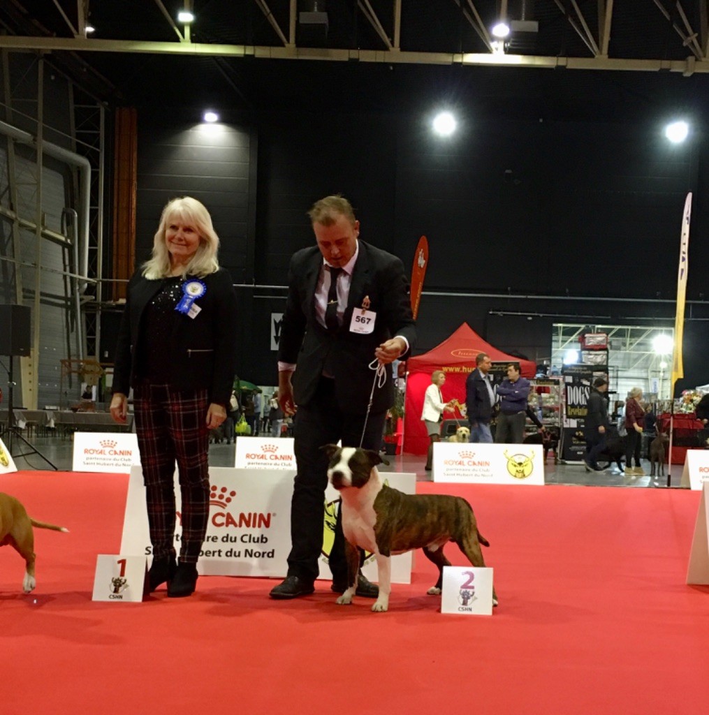 Jch. my heart for you dit bold de Angel's of Carmine - 2sd Exc - RCAC-RCACIB