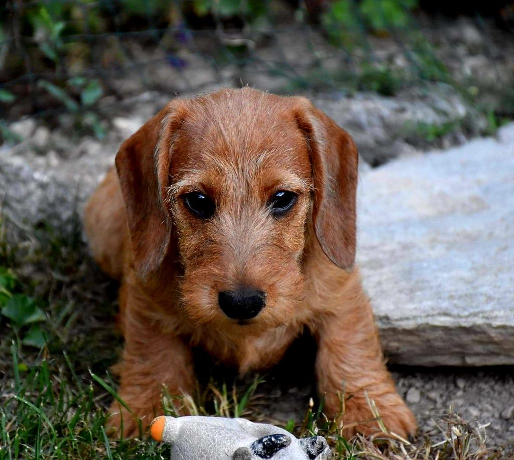 Accueil Elevage du temple d