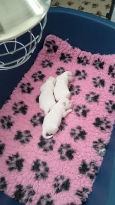 Les chiots de Coton de Tulear