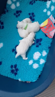 Les chiots de Coton de Tulear