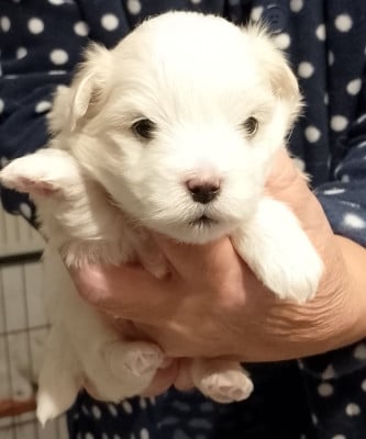Les chiots de Coton de Tulear
