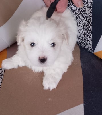 Les chiots de Coton de Tulear