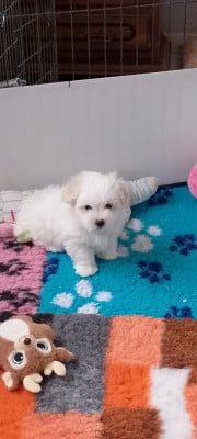 Les chiots de Coton de Tulear