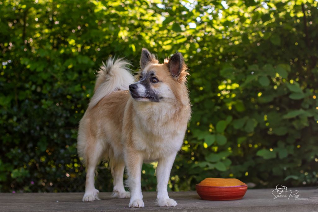 Vixie Nuance De La Fleur De Vie