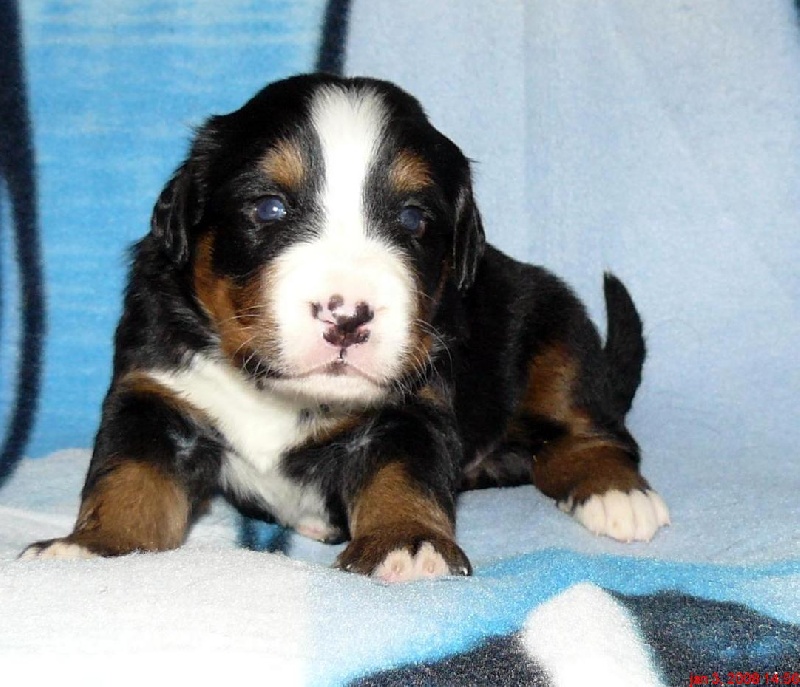 Candy de la chaîne des pyrénées