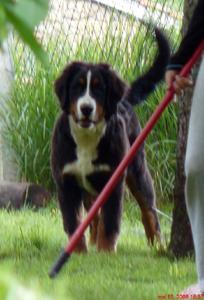 Candy de la chaîne des pyrénées