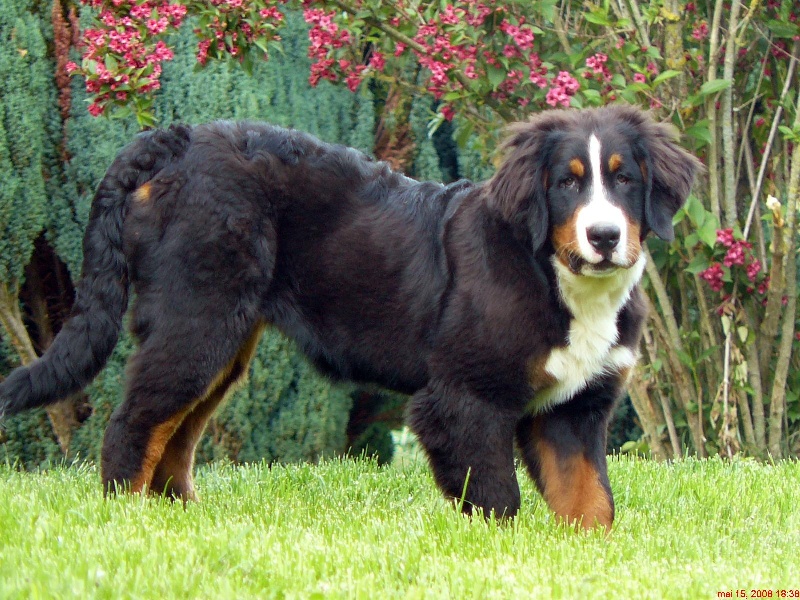 Candy de la chaîne des pyrénées