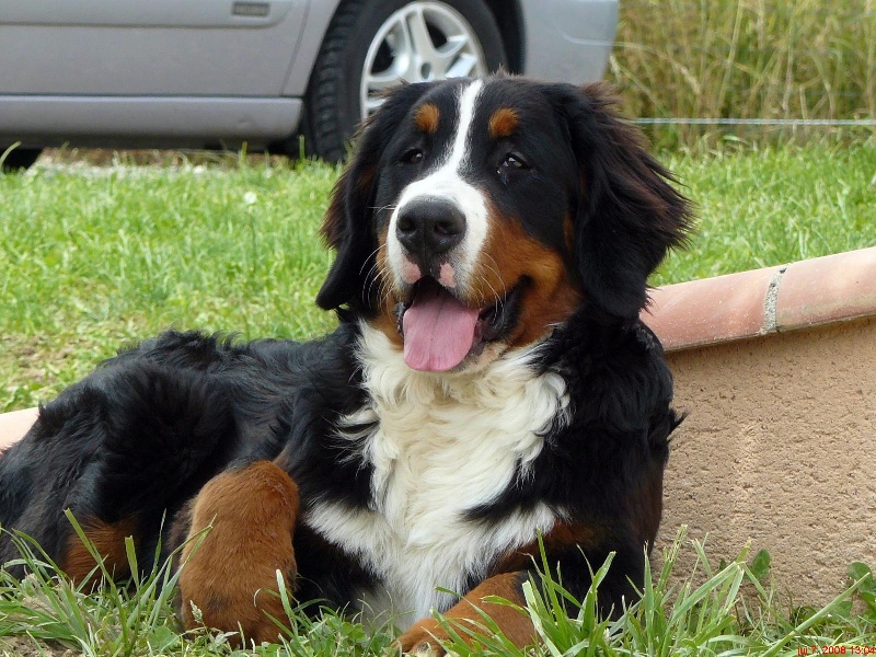 Candy de la chaîne des pyrénées