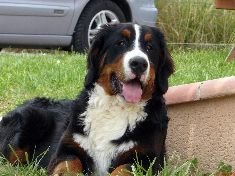 Candy de la chaîne des pyrénées