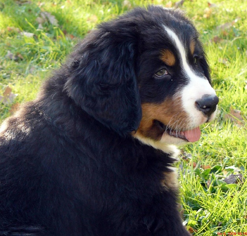 Candy de la chaîne des pyrénées