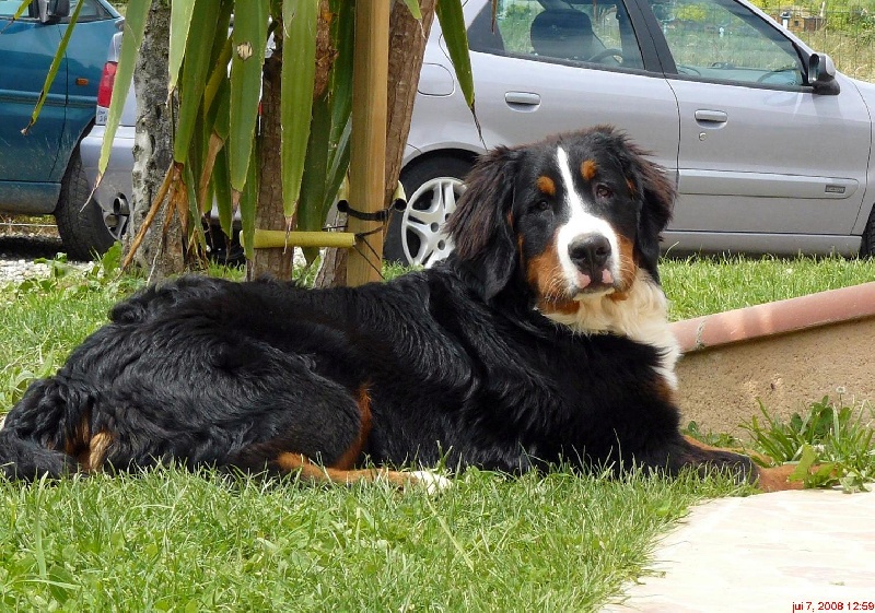 Candy de la chaîne des pyrénées
