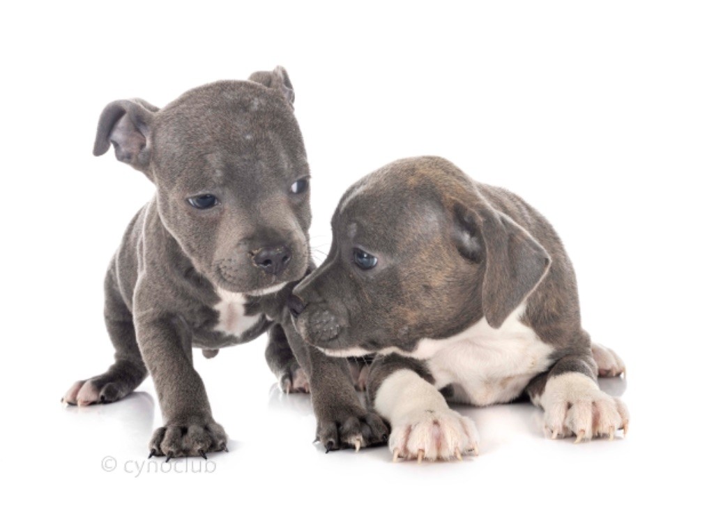 CHIOT - Staffordshire Bull Terrier