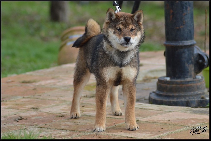 Publication : de L'Empire des Samouraïs Auteur : Brodart Sarah