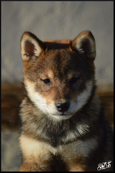 Publication : de L'Empire des Samouraïs Auteur : Brodart Sarah