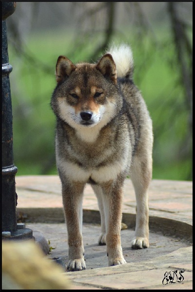 Publication : de L'Empire des Samouraïs Auteur : Brodart Sarah