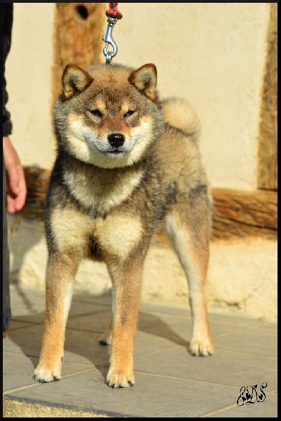 Publication : de L'Empire des Samouraïs Auteur : Brodart Sarah