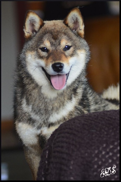 Publication : de L'Empire des Samouraïs Auteur : Brodart Sarah