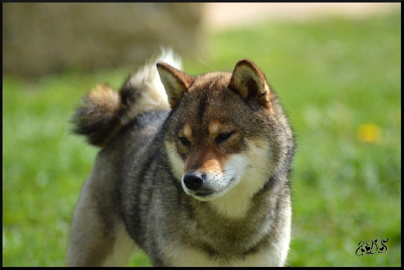 Publication : de L'Empire des Samouraïs Auteur : Brodart Sarah