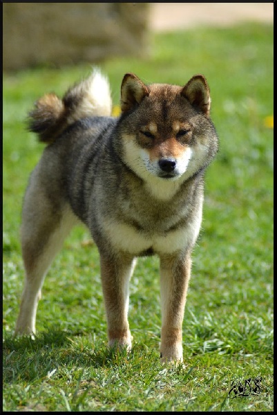 Publication : de L'Empire des Samouraïs Auteur : Brodart Sarah