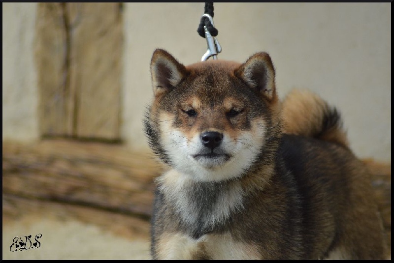 Publication : de L'Empire des Samouraïs Auteur : Brodart Sarah