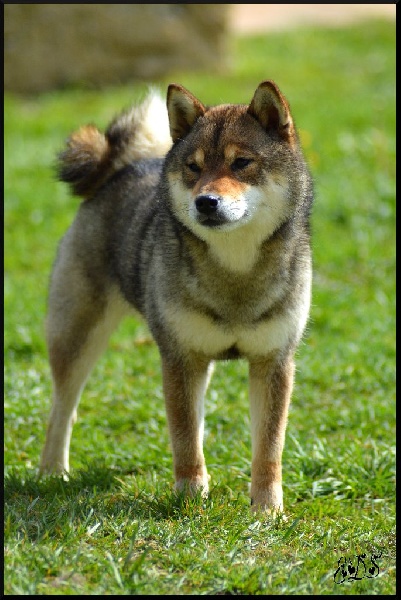 Publication : de L'Empire des Samouraïs Auteur : Brodart Sarah