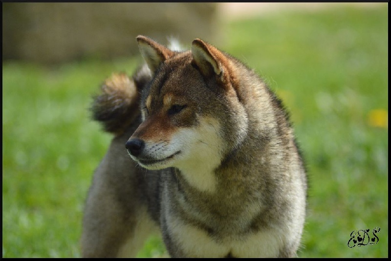 Publication : de L'Empire des Samouraïs Auteur : Brodart Sarah