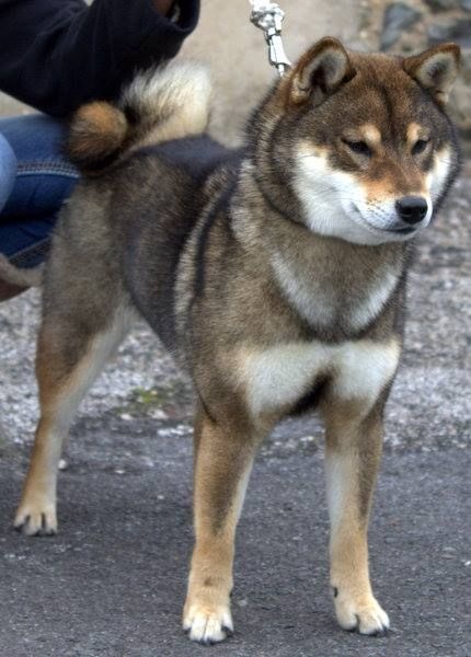 Publication : de L'Empire des Samouraïs Auteur : Brodart Sarah