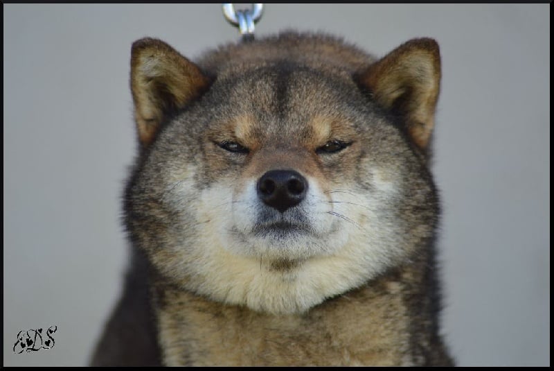 Publication : de L'Empire des Samouraïs Auteur : Sarah Brodart