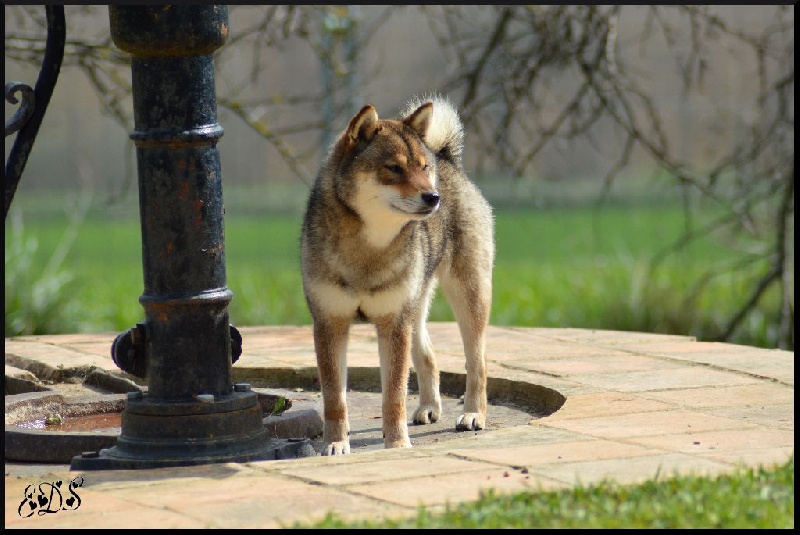 Publication : de L'Empire des Samouraïs Auteur : Brodart Sarah