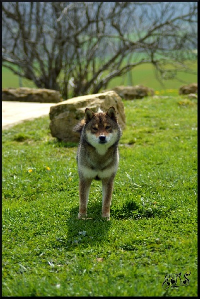 Publication : de L'Empire des Samouraïs Auteur : Brodart Sarah