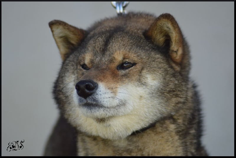 Publication : de L'Empire des Samouraïs Auteur : Sarah Brodart