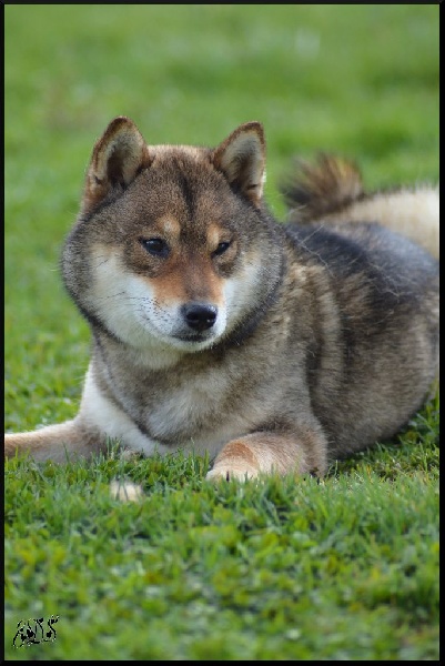 Publication : de L'Empire des Samouraïs Auteur : Brodart Sarah