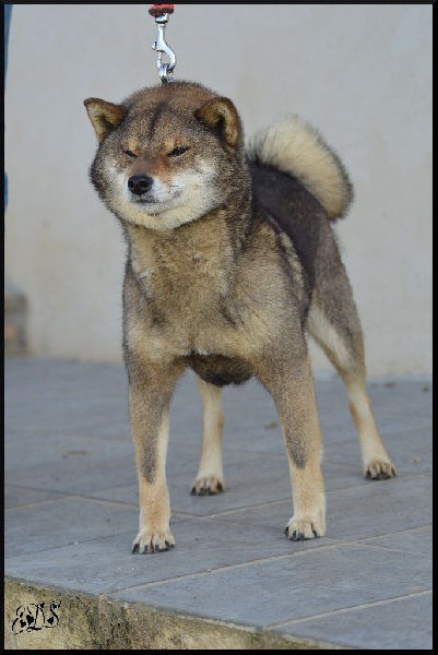 Publication : de L'Empire des Samouraïs Auteur : Sarah Brodart