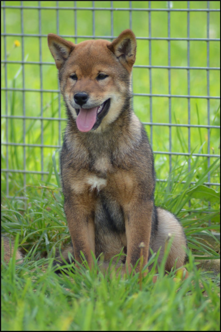 Shiba - de L'Empire des Samouraïs