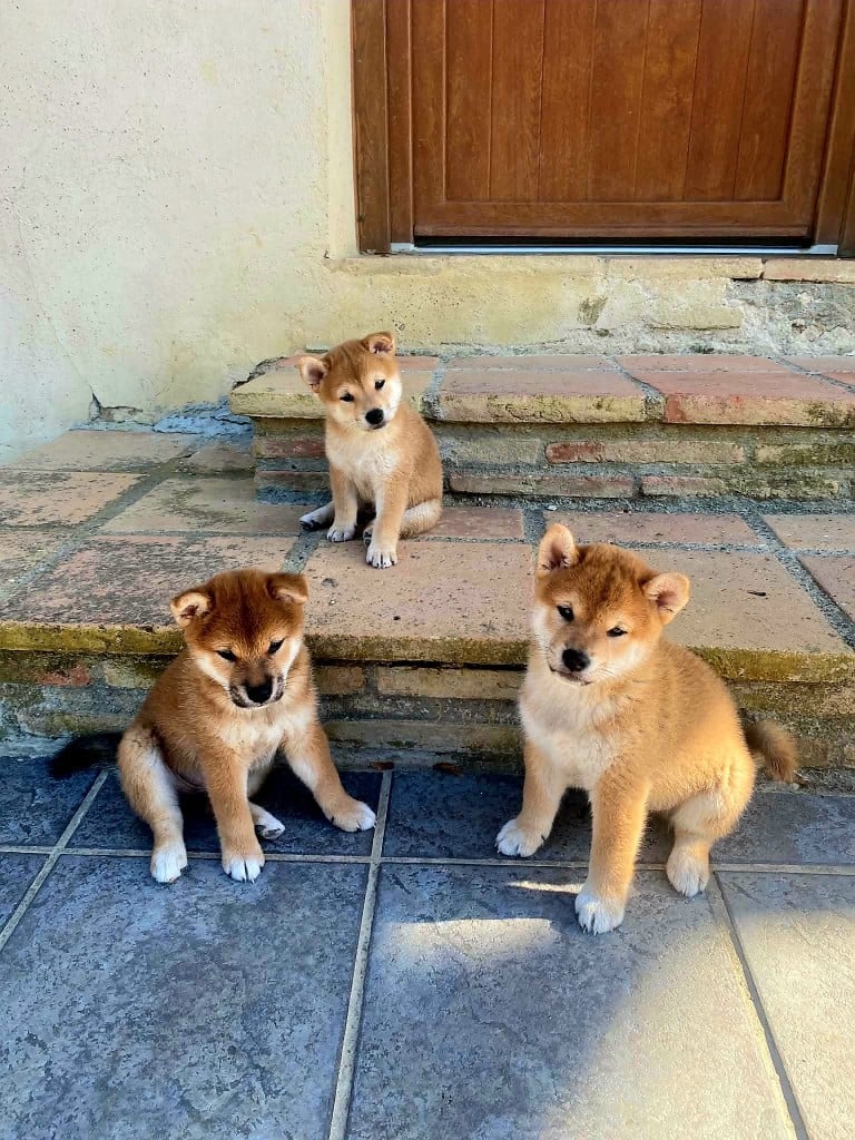 Shiba - de L'Empire des Samouraïs