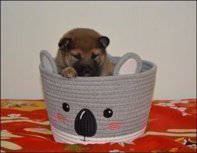 Les chiots de Shiba