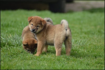 Les chiots de Shiba