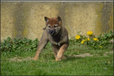 Les chiots de Shiba