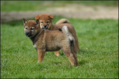 Les chiots de Shiba