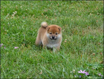 Les chiots de Shiba
