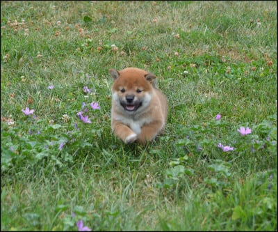 Les chiots de Shiba